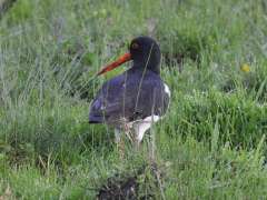 Haematopus ostralegus